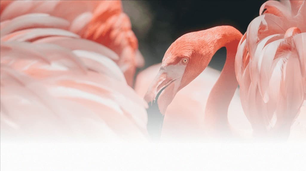 Flamingos en el santuario rosa de Uaymitún